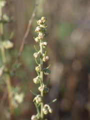 Artemisia alba