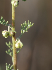 Artemisia alba