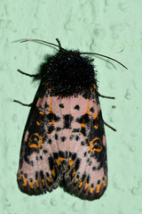 Xanthopastis moctezuma