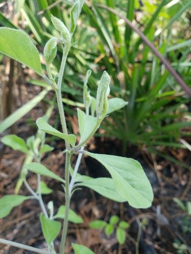 Image of Buckroot (Pediomelum canescens) by (c) Valerie Anderson, some rights reserved (CC BY)