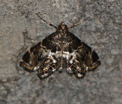 Usingeriessa