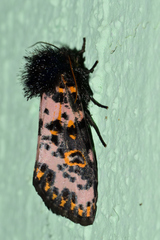 Xanthopastis moctezuma
