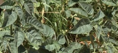 Datura innoxia