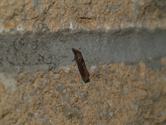 Pelochrista similiana