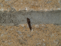 Pelochrista similiana