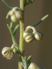 Artemisia alba