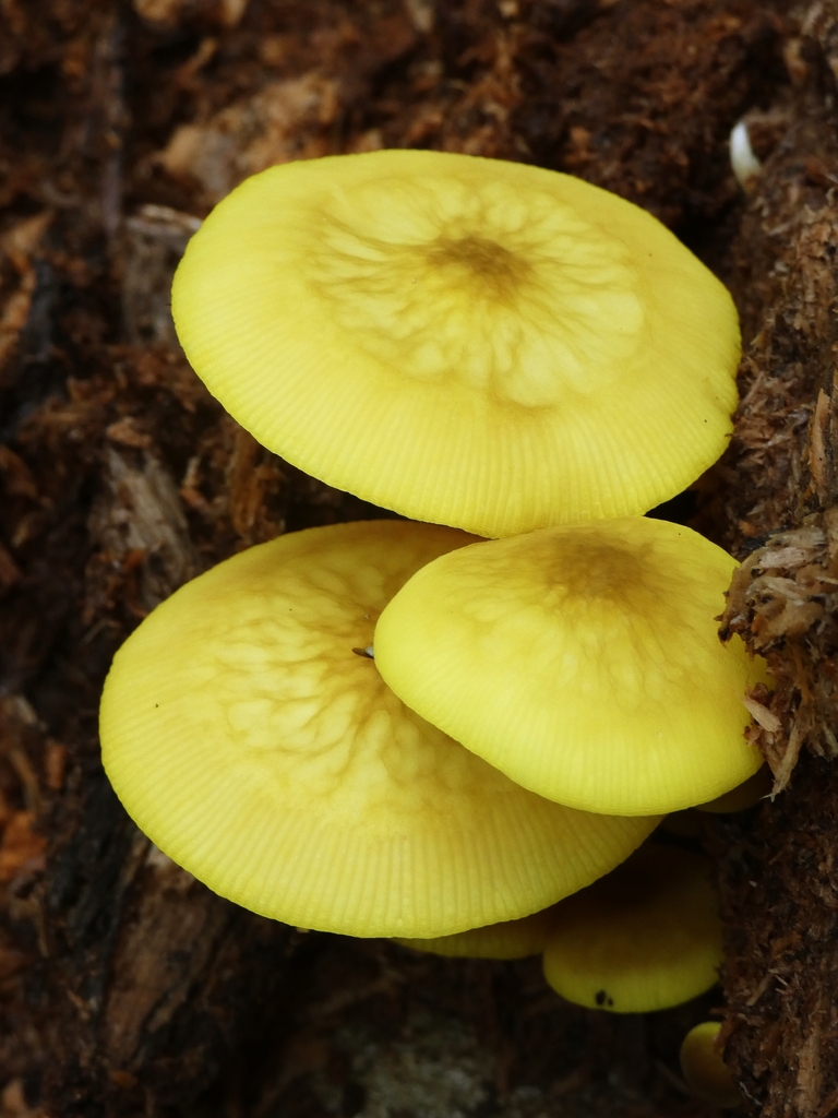 Pluteus chrysaegis