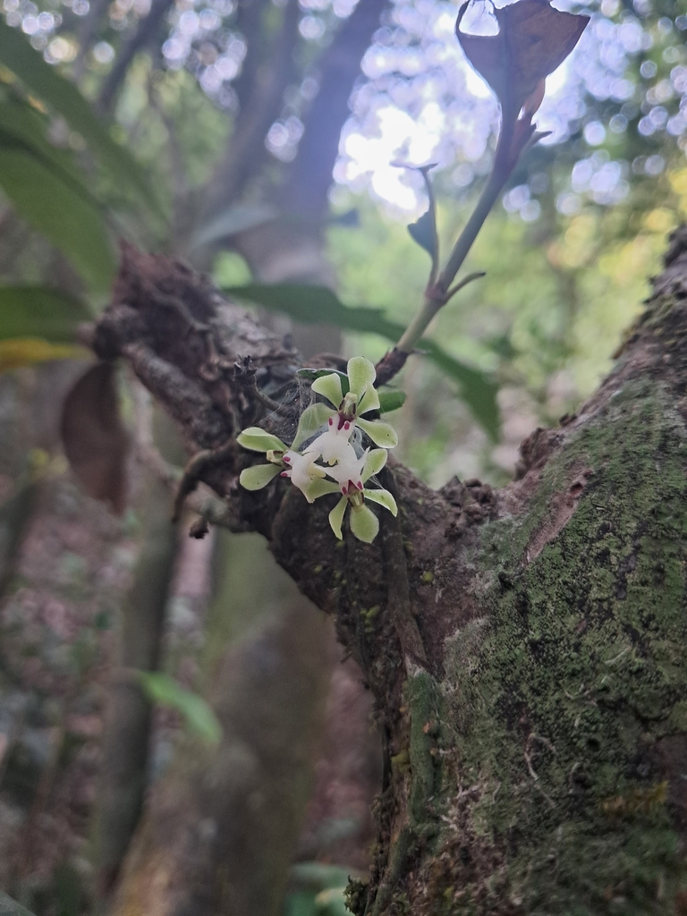 Smithsonia viridiflora