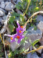 Linaria alpina alpina