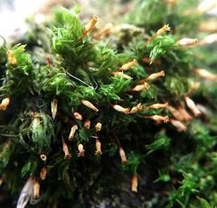 Orthotrichum pulchellum