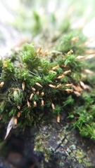 Orthotrichum pulchellum