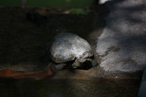 Mauremys rivulata