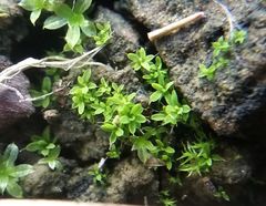 Tortula viridifolia