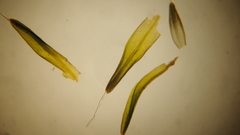 Grimmia alpestris