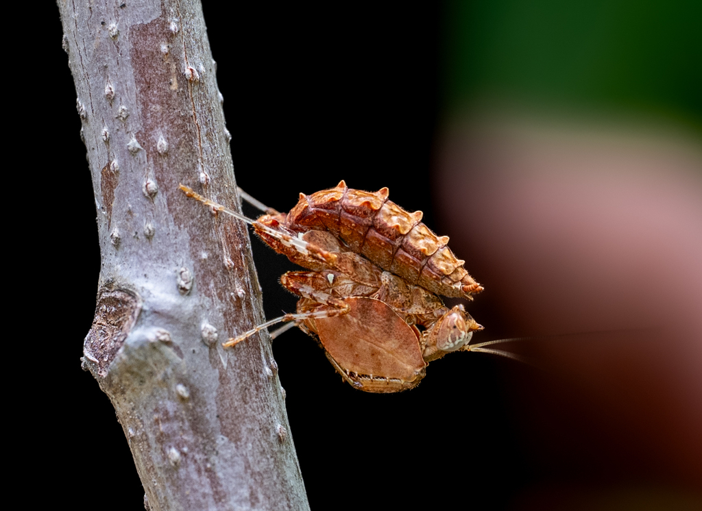 Indian Unicorn Boxer Mantis