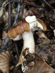 Tricholoma ustale