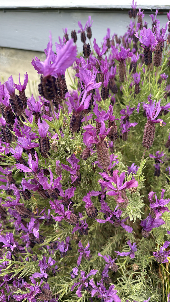 Lavandula