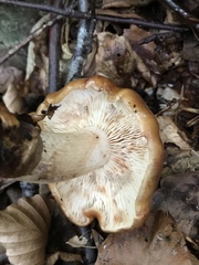 Tricholoma ustale