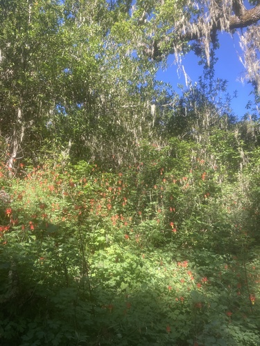 iNaturalist observation photo of western columbine