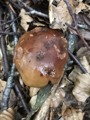Tricholoma ustale