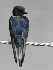 Hirundo rustica