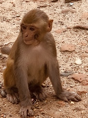 Macaca mulatta