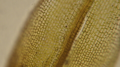 Grimmia alpestris