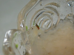 Drosophila melanogaster