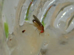 Drosophila melanogaster