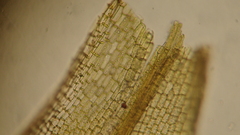 Grimmia alpestris