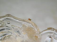 Drosophila melanogaster