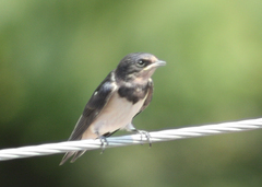 Hirundo rustica