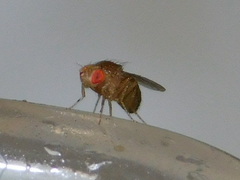 Drosophila melanogaster