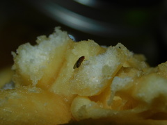 Drosophila melanogaster