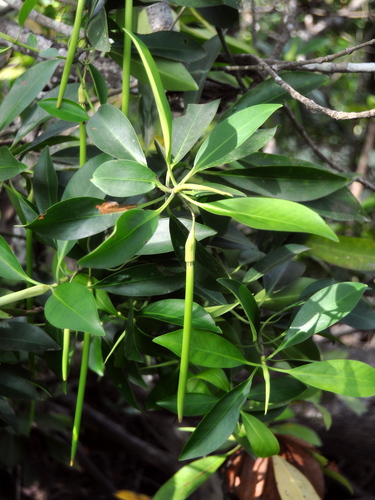 Bruguiera parviflora