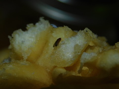 Drosophila melanogaster