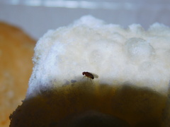 Drosophila melanogaster