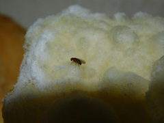 Drosophila melanogaster