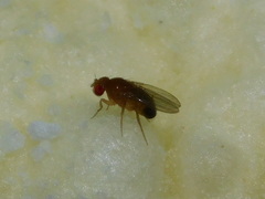 Drosophila melanogaster