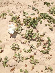 Ipomoea imperati