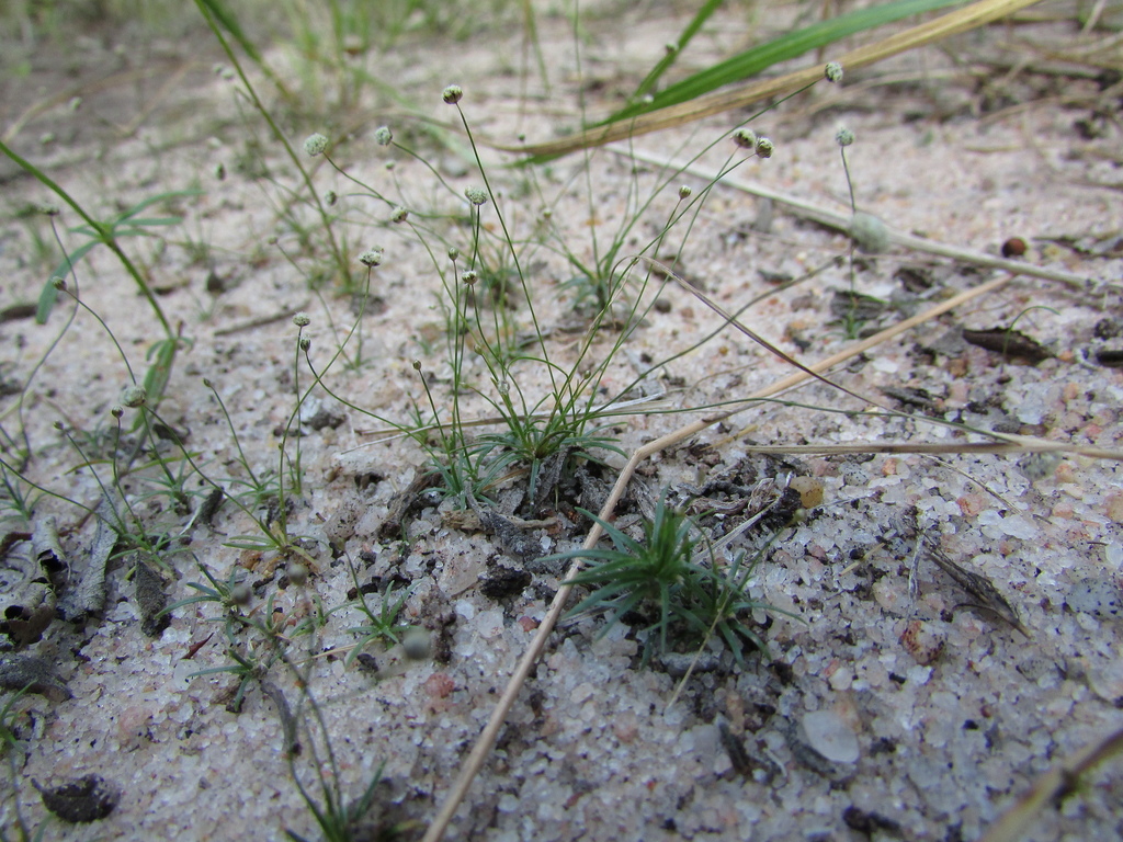 Paepalanthus subtilis