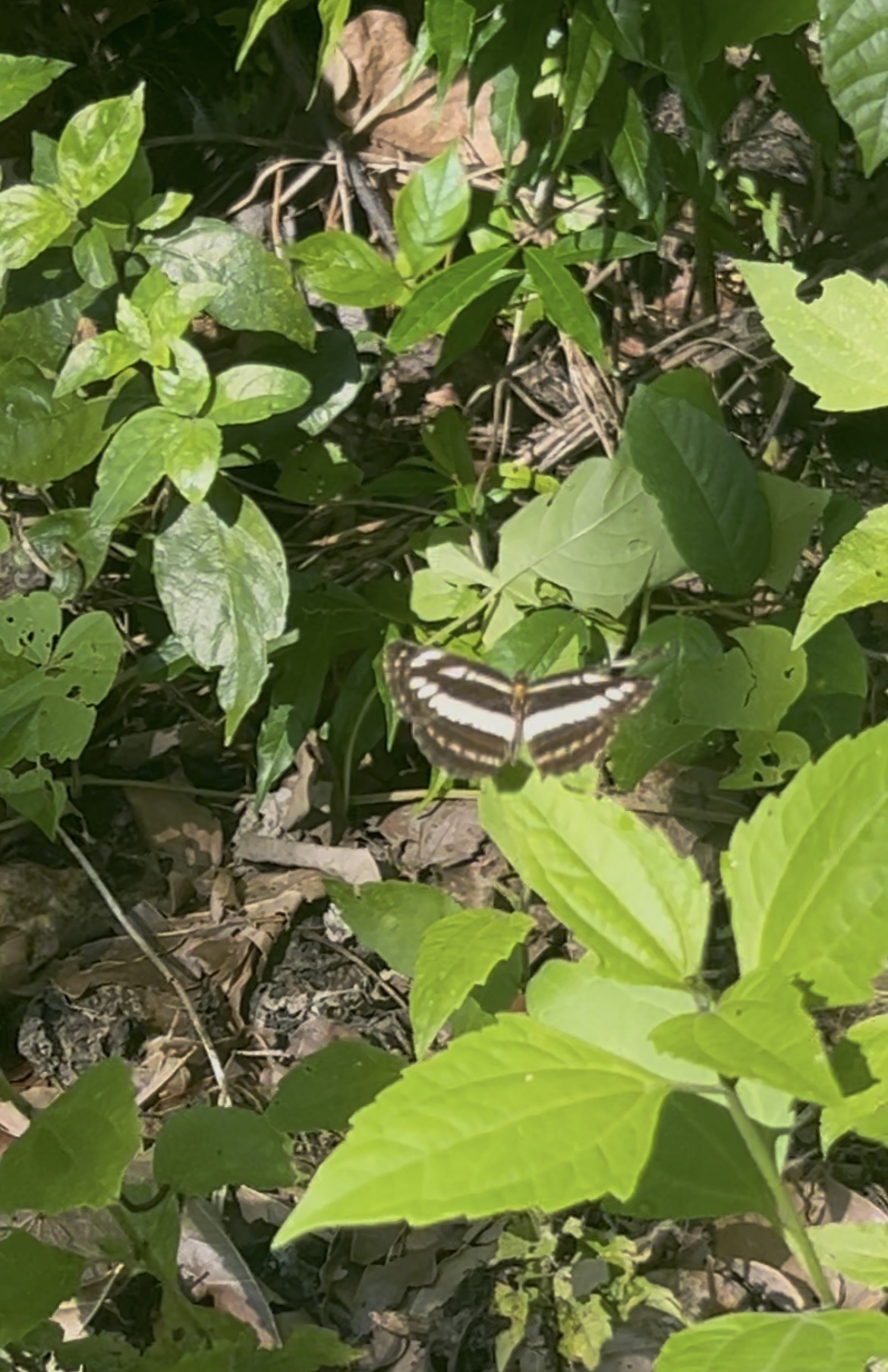 Chestnut-Streaked Sailer