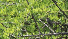 Phaeoptila sordida
