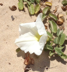 Ipomoea imperati