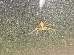 Philodromus rufus