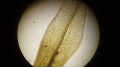 Grimmia alpestris