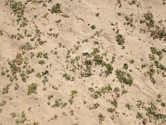 Ipomoea imperati