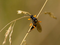 Limerodops elongatus