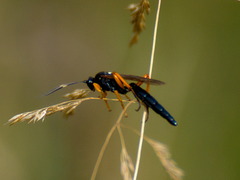 Limerodops elongatus
