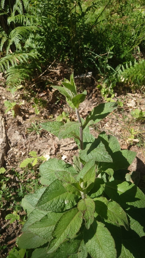 Digitalis purpurea